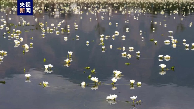从花蕾到盛开！延时摄影记录海菜花绽放过程-第1张-国内资讯-重视网