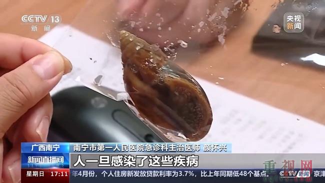 别碰别吃！这种“大蜗牛”可能带有各种致病菌-第1张-国际资讯-重视网