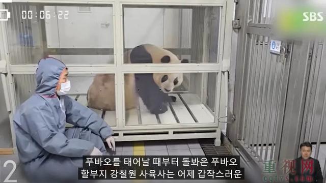 韩媒称福宝和在韩国没太大区别 大熊猫福宝待遇遭误解澄清-第13张-国内资讯-重视网