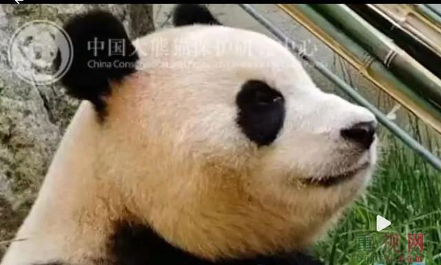韩媒称福宝和在韩国没太大区别 大熊猫福宝待遇遭误解澄清-第12张-国内资讯-重视网
