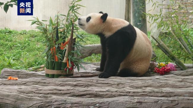 可可爱爱！大熊猫“福宝”正式与公众见面-第2张-国内资讯-重视网