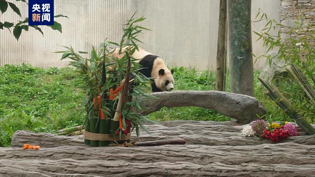 可可爱爱！大熊猫“福宝”正式与公众见面-第3张-国内资讯-重视网