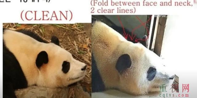 韩媒称福宝和在韩国没太大区别 大熊猫福宝待遇遭误解澄清-第10张-国内资讯-重视网