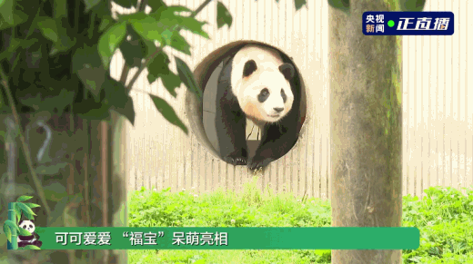 可可爱爱！大熊猫“福宝”正式与公众见面-第1张-国内资讯-重视网