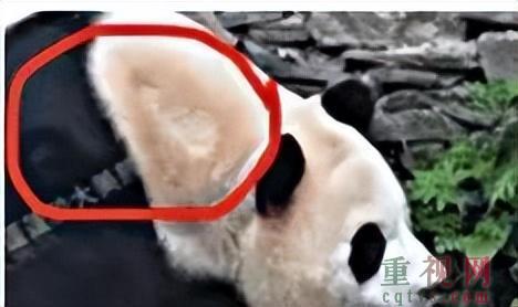 韩媒称福宝和在韩国没太大区别 大熊猫福宝待遇遭误解澄清-第3张-国内资讯-重视网