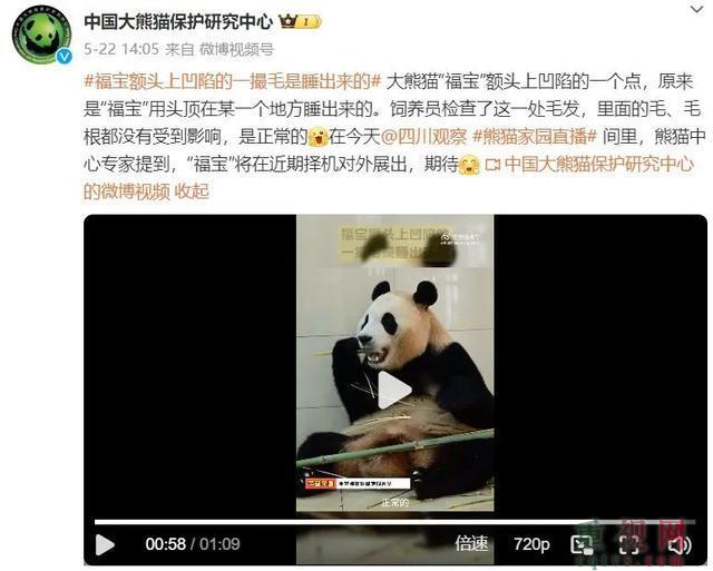 韩媒称福宝和在韩国没太大区别 大熊猫福宝待遇遭误解澄清-第7张-国内资讯-重视网